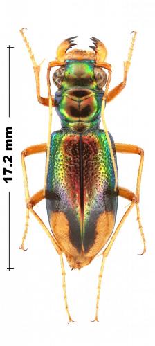 Réf. 244 968 : Tetracha carolina